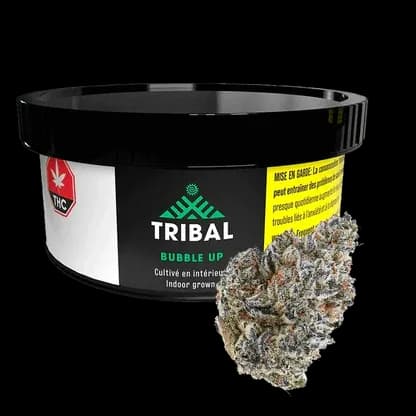 Tribal Bubble Up 3.5g Dried Flower 3.5g — Dried Flower