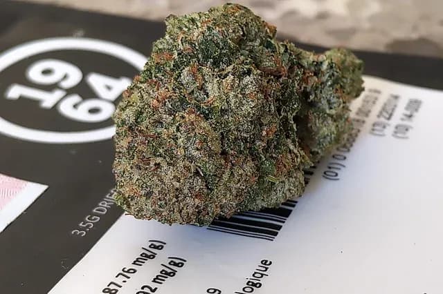 1964 Organic Comatose 3.5g Dried Flower 3.5g — Dried Flower