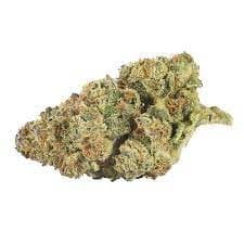 Back Forty - Mandarin Cookies 3.5g Dried Flower by Back Forty - Flower